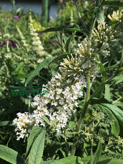 Budleja Dawida 'White Profusion'