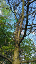Glediczja trójcierniowa 'Sunburst'