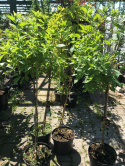 Hortensja bukietowa Little Lime pienna