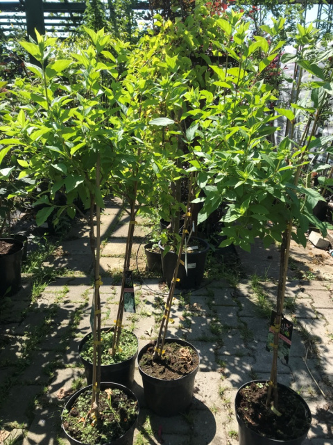 Hortensja bukietowa Little Lime pienna