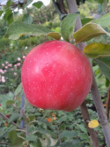 Jabłoń Lired