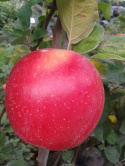 Jabłoń Lired