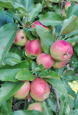 Jabłoń Ligol Red