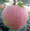 Jabłoń Szampion