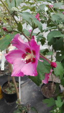 Ketmia syryjska Pink Giant Hibiskus syriacus