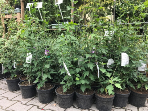 Ketmia syryjska Pink Giant Hibiskus syriacus