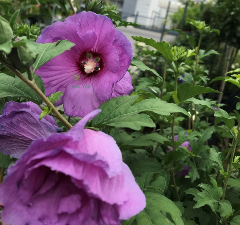 Ketmia syryjska Pink Flirt Hibiskus