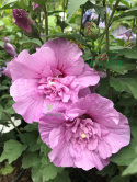 Ketmia syryjska Hibiskus różowy pełny