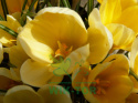 Krokus wielkokwiatowy Golden Yellow 100szt