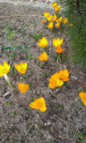 Krokus wielkokwiatowy Golden Yellow 10szt