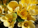 Krokus wielkokwiatowy Golden Yellow 50szt