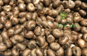 Krokus wielkokwiatowy pstry Pickwick 10szt