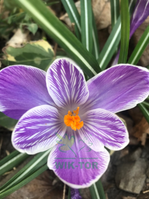 Krokus wielkokwiatowy pstry Pickwick 100szt