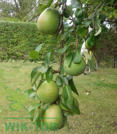 Nawóz Yara Mila Complex 5kg