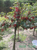 Nawóz granulowany do drzew i krzewów owocowych Sumin 2,5kg