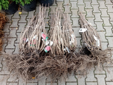 Porzeczka Biała z Juterbog