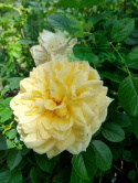 Róża okrywowa Yellow Alex