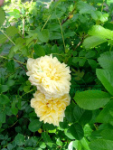 Róża okrywowa Yellow Alex