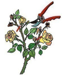 Róża pnąca Libelli
