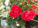 Róża pnąca Libelli