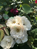 Róża rabatowa White Alex