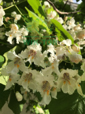 Surmia bignoniowa Catalpa
