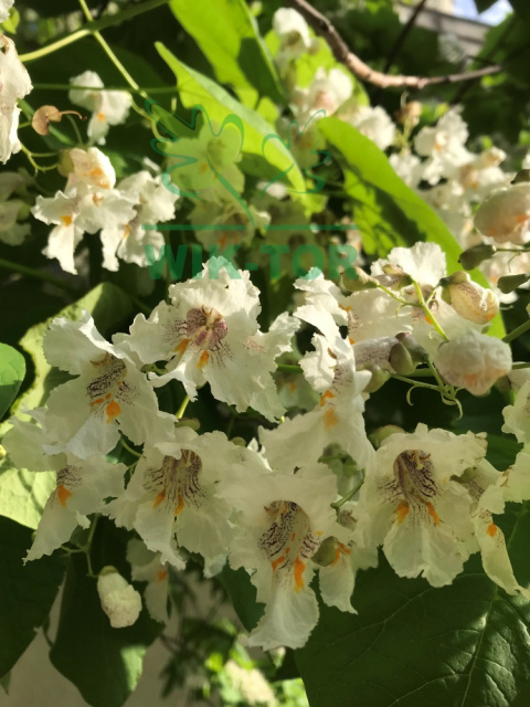 Surmia bignoniowa Catalpa