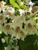 Surmia bignoniowa Catalpa