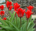 Tulipan Renegade czerwony 5sztuk