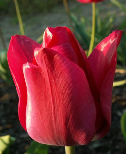 Tulipan Renegade czerwony 10sztuk