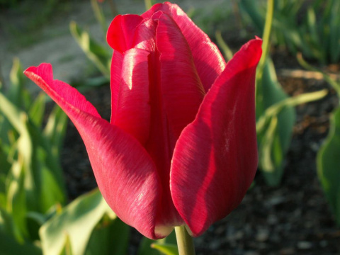 Tulipan Renegade czerwony 10sztuk