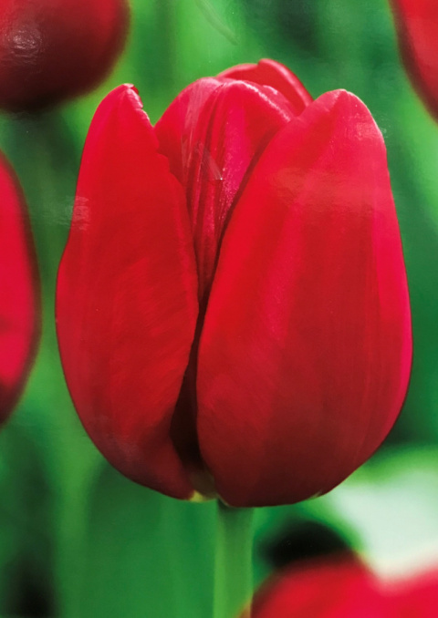 Tulipan Renegade czerwony 10sztuk