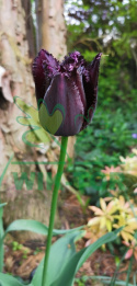 Tulipan strzępiasty Fringed Black 10szt