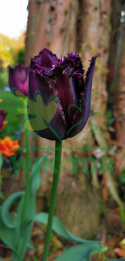 Tulipan strzępiasty Fringed Black 10szt