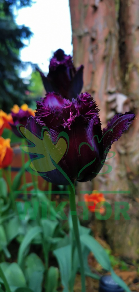 Tulipan strzępiasty Fringed Black 10szt
