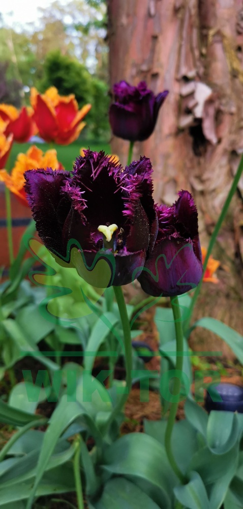 Tulipan strzępiasty Fringed Black 5szt