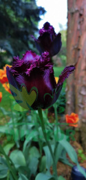 Tulipan strzępiasty Fringed Black 5szt
