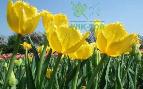 Tulipan strzępiasty Exotic Sun żółty 10sztuk