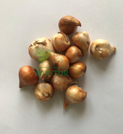 Tulipan strzępiasty Exotic Sun żółty 10sztuk