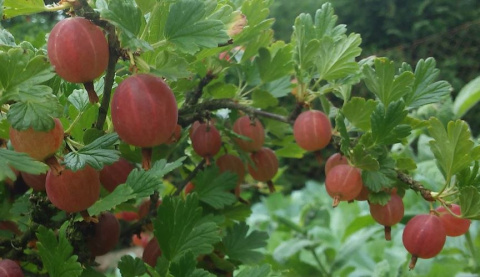 Agrest czerwony Hinnonmaki Rot pienny