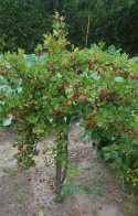 Agrest czerwony Hinnonmaki Rot pienny