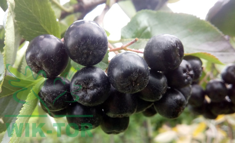 Aronia wielkoowocowa