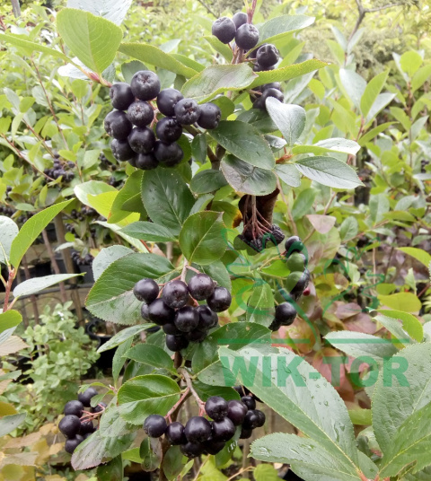 Aronia wielkoowocowa