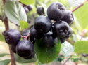 Aronia wielkoowocowa