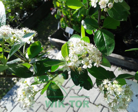 Aronia wielkoowocowa
