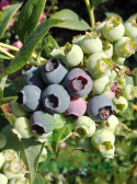 Borówka wysoka amerykańska Bluecrop
