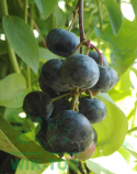Borówka wysoka amerykańska Bluecrop