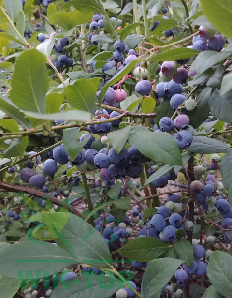 Borówka wysoka amerykańska Bluecrop