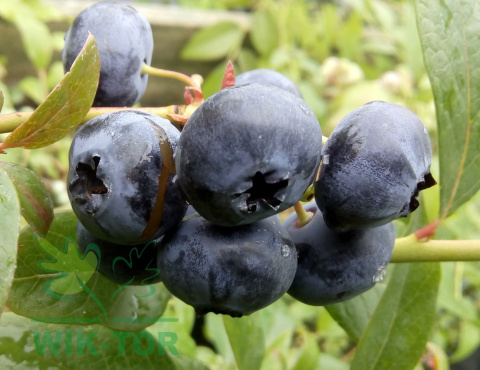 Borówka wysoka amerykańska Bluecrop