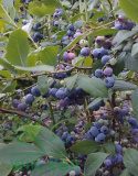 Borówka wysoka amerykańska Bluecrop